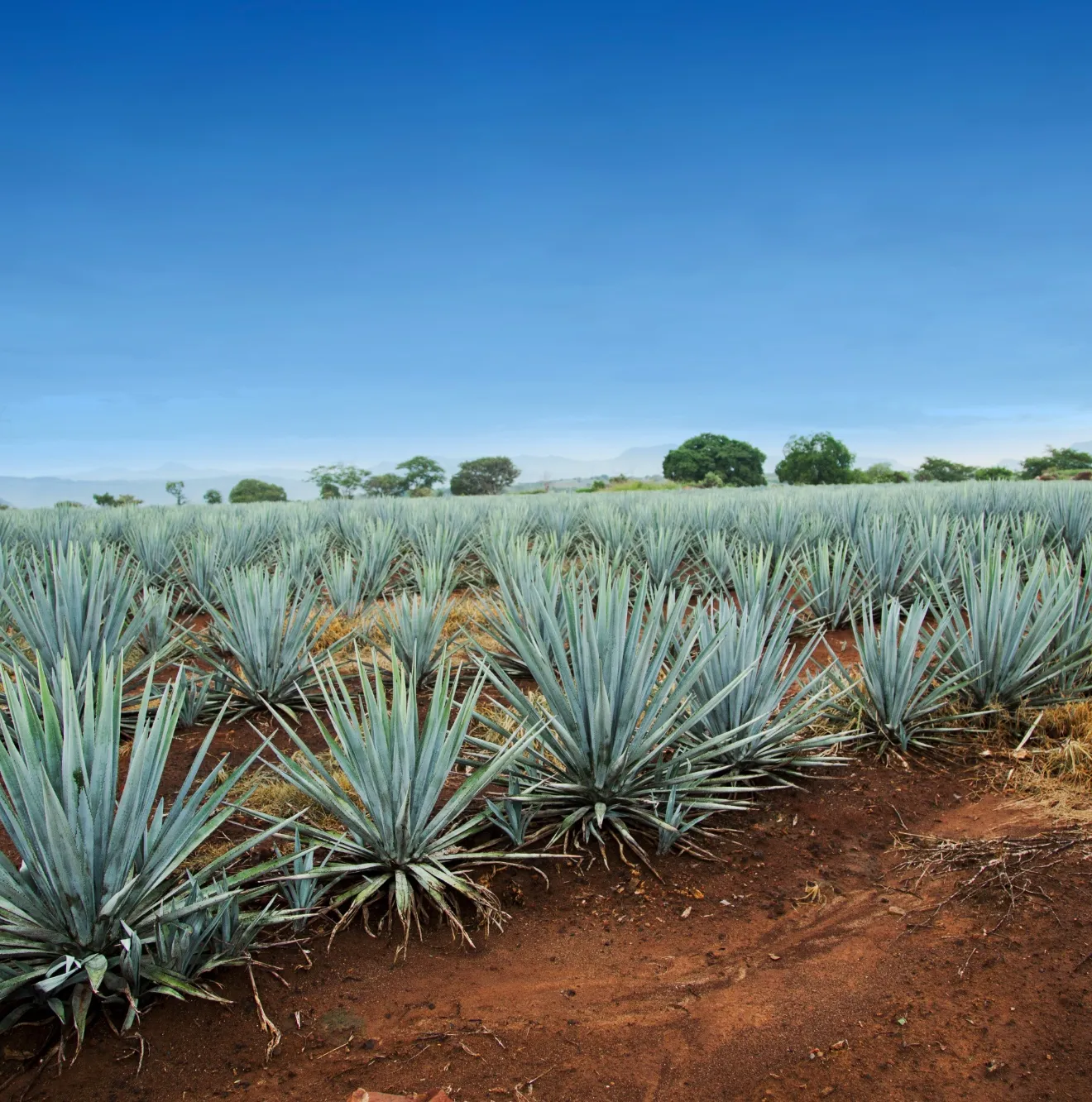 Agave image